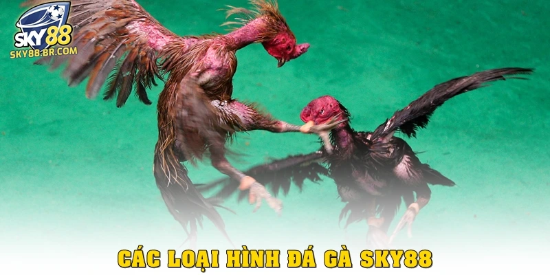 Đá gà Sky88 2 Các loại hình đá gà Sky88