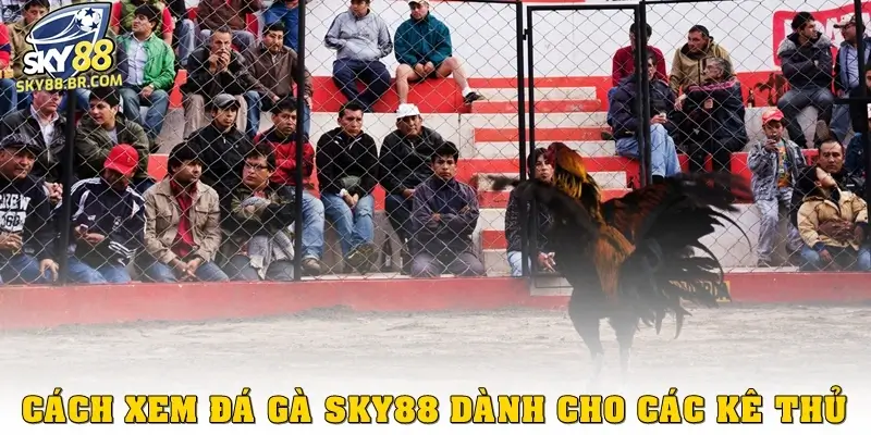 Đá gà Sky88 3 Cách xem đá gà Sky88 dành cho các kê thủ