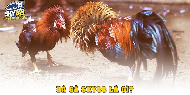 Đá gà Sky88 1 Đá gà Sky88 là gì?