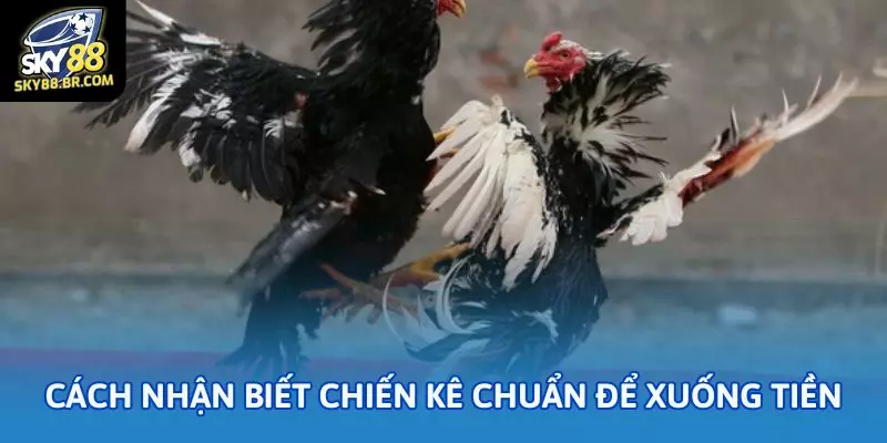 Cách nhận biết chiến kê chuẩn để xuống tiền