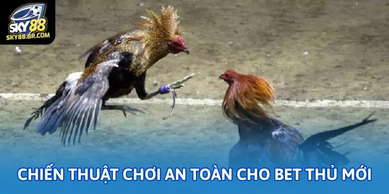 Soi kèo đá gà cựa dao Sky88 cho bet thủ mới 3 Chiến thuật chơi an toàn cho bet thủ mới