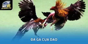 da ga cua dao