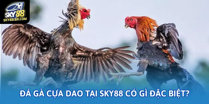 Soi kèo đá gà cựa dao Sky88 cho bet thủ mới 1 Đá gà cựa dao tại Sky88 có gì đặc biệt?