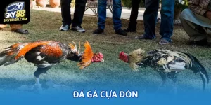 da ga cua don