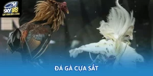 da ga cua sat