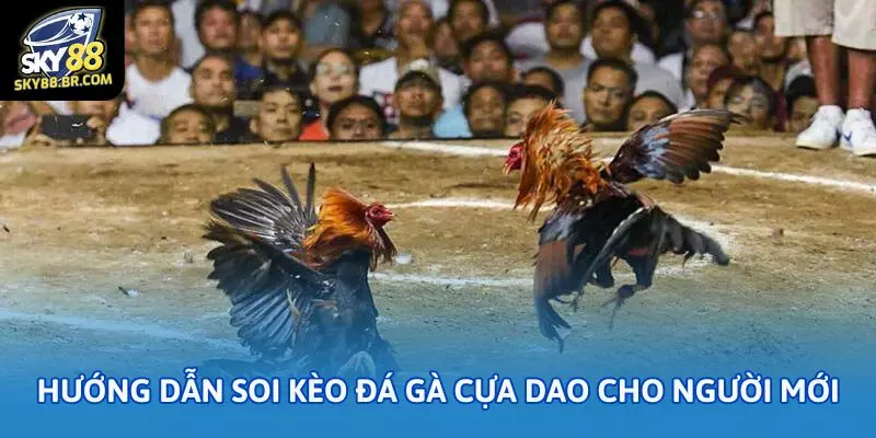Soi kèo đá gà cựa dao Sky88 cho bet thủ mới 2 Hướng dẫn soi kèo đá gà cựa dao cho người mới