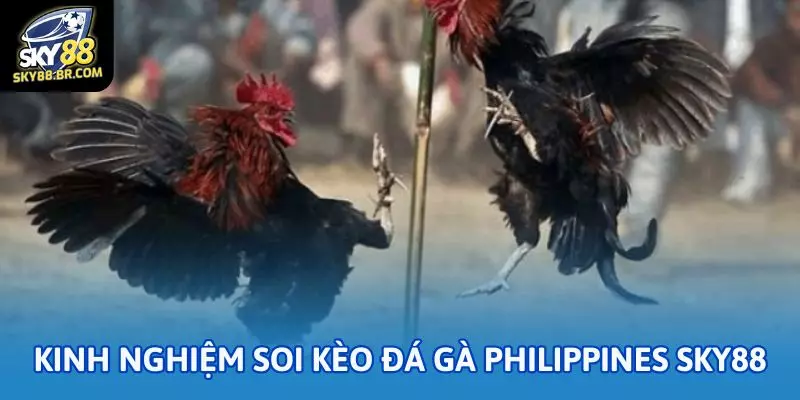 Đá gà Philippines Sky88: Tỷ lệ cược cao, ăn liền tay 3 Kinh nghiệm soi kèo đá gà Philippines Sky88