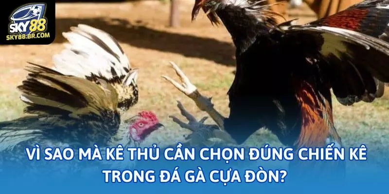 Đá gà cựa đòn: Thế nào là chiến kê đáng xuống tiền? 1 Lý do vì sao mà kê thủ cần chọn đúng chiến kê trong đá gà cựa đòn?