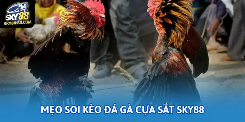Bí quyết chăm sóc gà chọi theo chuẩn nhà cái Sky88 3 Mẹo soi kèo đá gà chuẩn