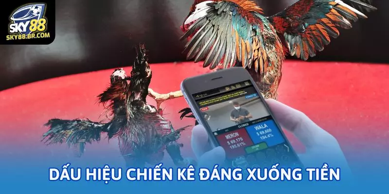 Đá gà cựa đòn: Thế nào là chiến kê đáng xuống tiền? 2 Những dấu hiệu chiến kê đáng xuống tiền trong đá gà cựa đòn