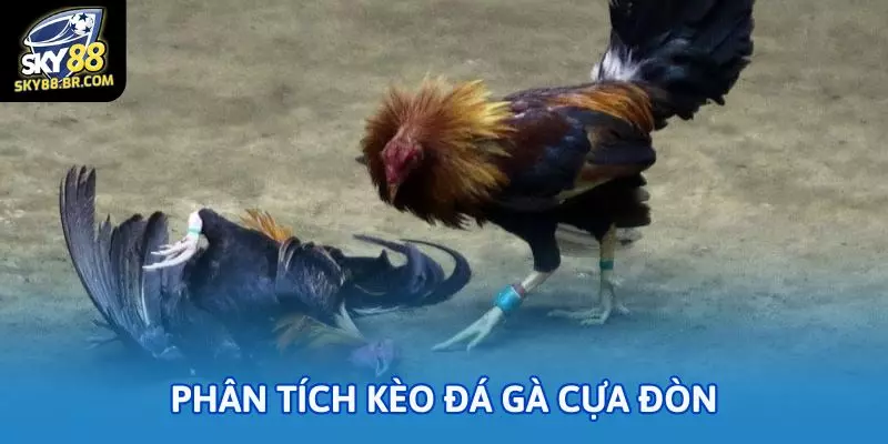 Đá gà cựa đòn: Thế nào là chiến kê đáng xuống tiền? 3 Phân tích kèo đá gà cựa đòn để thấy đâu là trận đáng xuống tiền?