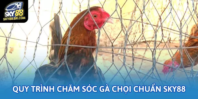 Bí quyết chăm sóc gà chọi theo chuẩn nhà cái Sky88 2 Quy trình chăm sóc gà chọi chuẩn Sky88