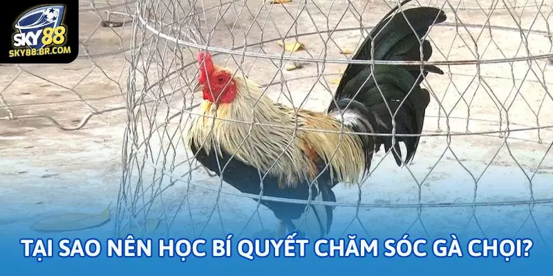 Bí quyết chăm sóc gà chọi theo chuẩn nhà cái Sky88 1 Tại sao nên học bí quyết chăm sóc gà chọi?