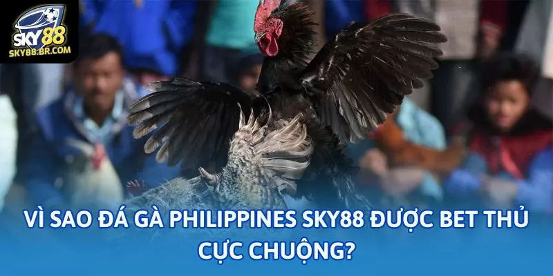 Đá gà Philippines Sky88: Tỷ lệ cược cao, ăn liền tay 1 Vì sao đá gà Philippines Sky88 được bet thủ cực chuộng?